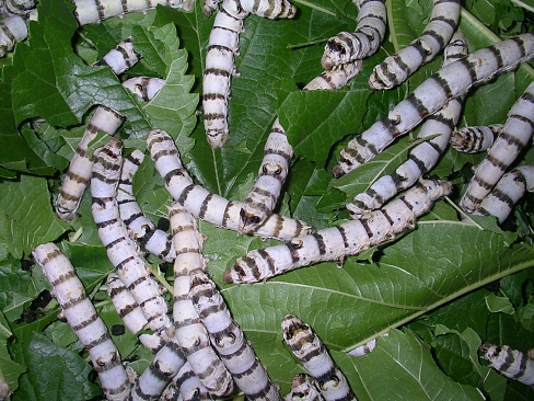Standard White Worms Silkworm Eggs 100 